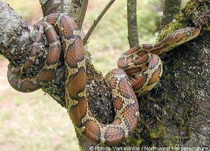 Mexican Night Snake - Elaphe flavirufa flavirufa