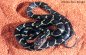 Juvenile Mexican Night Snake - Elaphe flavirufa flavirufa