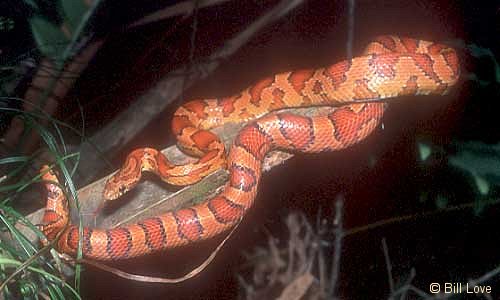 Okeetee Corn Snake - Elaphe guttata guttata