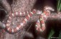 Miami Phase Corn Snake - Elaphe guttata guttata