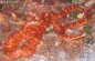 Corn Snakes mating - Elaphe guttata guttata
