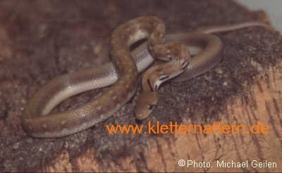 Trinket Snake - Elaphe helena