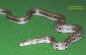Collared Trinket Snake - Elaphe helena monticollaris