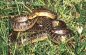 Aesculapian Snake - Elaphe longissima longissima