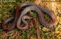 Melanistic Aesculapian Snake - Elaphe longissima longissima