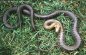 Aesculapian Snake - Elaphe longissima longissima
