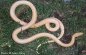 Albino Aesculapian Snake - Elaphe longissima longissima