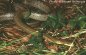 Striped Aesculapian Snake - Elaphe longissima romana