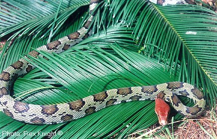 Super rare 100 flower rat snake, talk of it's locality and behaviors. 