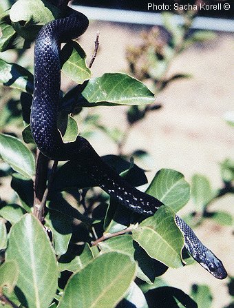Melanistic Persian Ratsnake - Elaphe persica