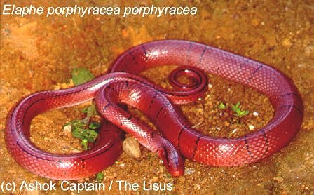 Red Mountain Ratsnake - Elaphe porphyracea porphyracea