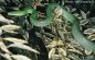 Green Bush Ratsnake - Elaphe prasina