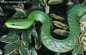 Green Bush Ratsnake - Elaphe prasina