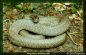 Cyclades Four-lined Snake - Elaphe quatuorlineata muenteri