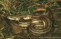Four-lined Snake - Elaphe quatuorlineata quatuorlineata