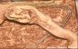 Ladder Snake - Elaphe scalaris