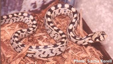 Ladder Snake - Elaphe scalaris (juvenile)