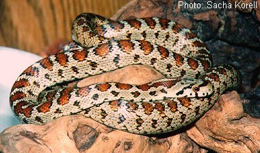 Leopard Snake - Elaphe situla