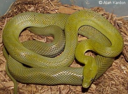 Green Ratsnake - (Elaphe [Senticolis] triaspis)