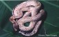 Calico Chinese Beauty Snake - Elaphe taeniura taeniura