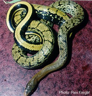 Chinese Beauty Snake - Elaphe taeniura taeniura