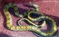 Yunnan Beauty Snake - Elaphe taeniura yunnanensis